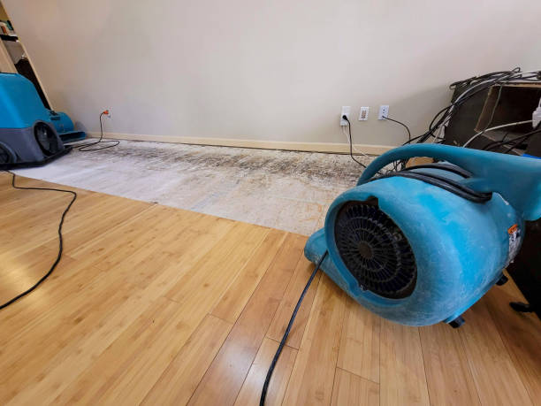 Professional Water Damage Repair technician working in Grover, CO